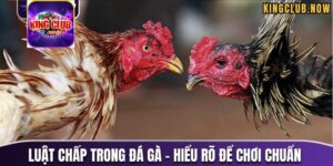 Tìm hiểu sơ lược về Luật chấp trong đá gà KingClub